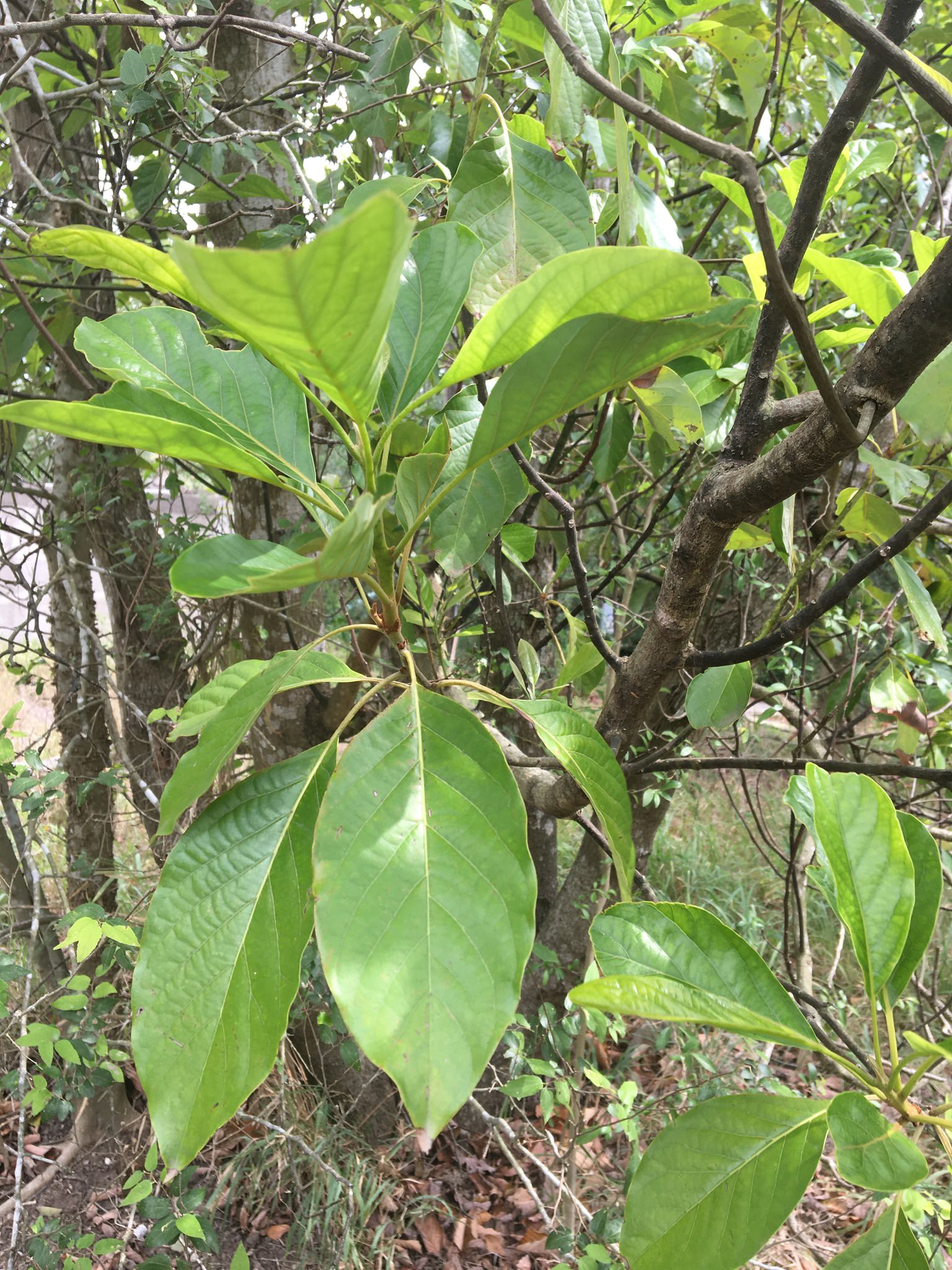 Persea americana